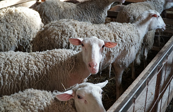 Сельхозпредприятие в Казбековском районе увеличивает активность развития молочного направления в овцеводстве