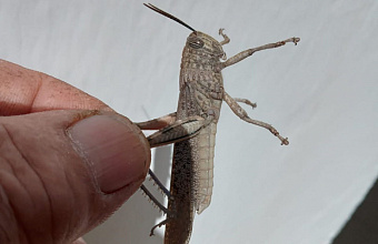 На севере Дагестана выявили первое появление личинок перелетной саранчи