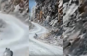 «Снежный барс в Дагестане не водится» – профессор ДГУ Магомед-Расул Магомедов