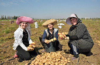 Дагестанские аграрии собрали более 140 тысяч тонн картофеля