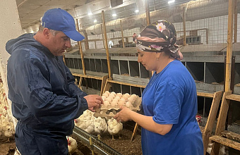Минсельхозпрод Дагестана оценил работу племенного предприятия, специализирующегося на птицеводстве