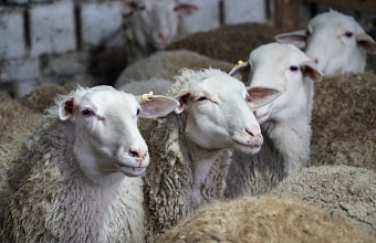 Дагестанская ферма наладила производство уникального овечьего сыра