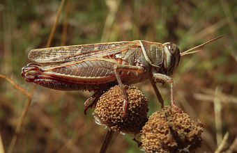 В Дагестане пройдут весенние обследования земель на наличие кубышек саранчи