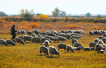 В Гумбетовском районе Дагестана планируют выводить специализированную мясную породу овец