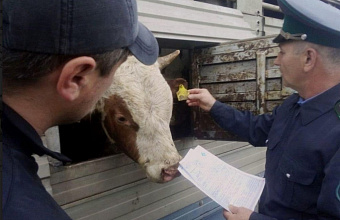 В Дагестане Россельхознадзором проконтролирован вывоз более 56 тысяч животных