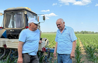 Хасавюртовский район лидирует по выращиванию кукурузы на зерно в Дагестане