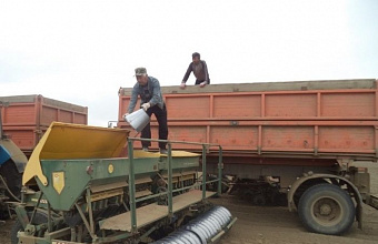 Более 90% примененных семян при озимом севе в Дагестане оказались качественными