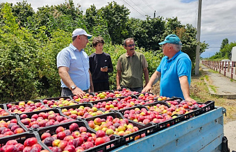 Дагестан первым в России приступил к уборке сливы