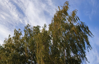 МЧС: «В Дагестане ожидается усиление ветра до 20 м/с»