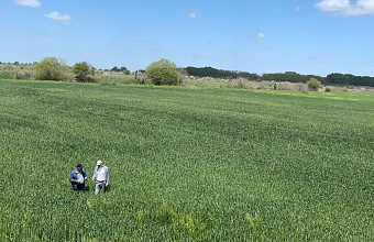 Дагестан в 2024 году отвел под посевы риса рекордную площадь земель