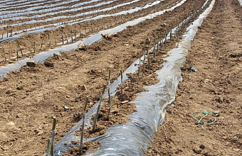 Аграрии Дагестана стали кратно меньше завозить импортные саженцы для садоводства