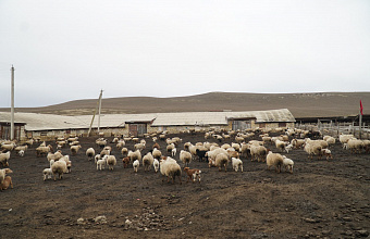 Дагестан наращивает производство и переработку мяса и молока