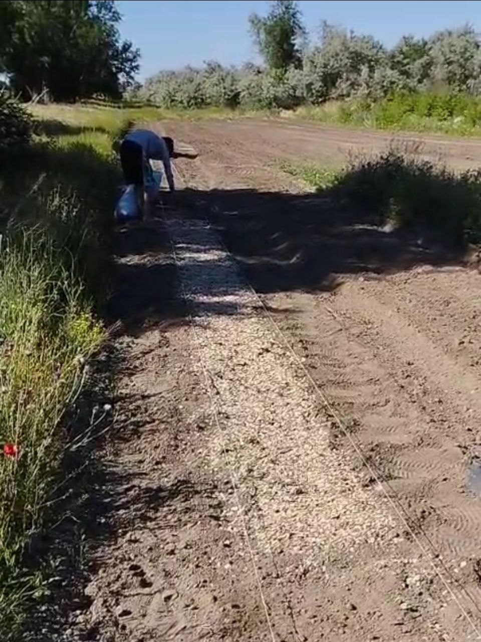 В Ногайском питомнике вырастят саженцы для восстановления лесов Дагестана