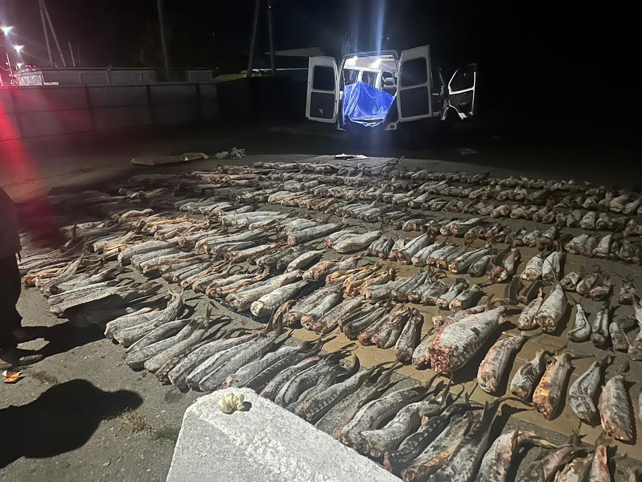 Крупную партию нелегальной осетрины обнаружили в Дагестане