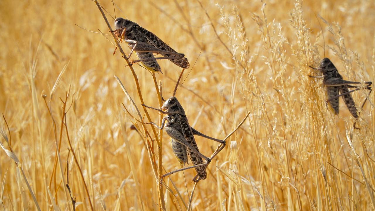 Минсельхозпрод Дагестана опроверг информацию о нашествии саранчи и ЧС