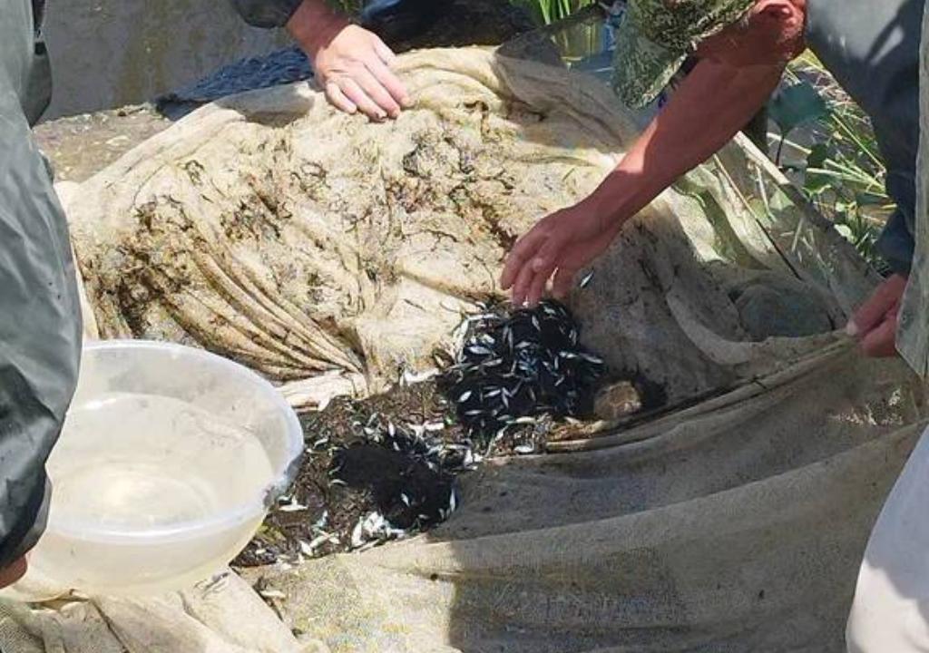 В Каспийское море выпущено более 10 млн штук молоди кутума