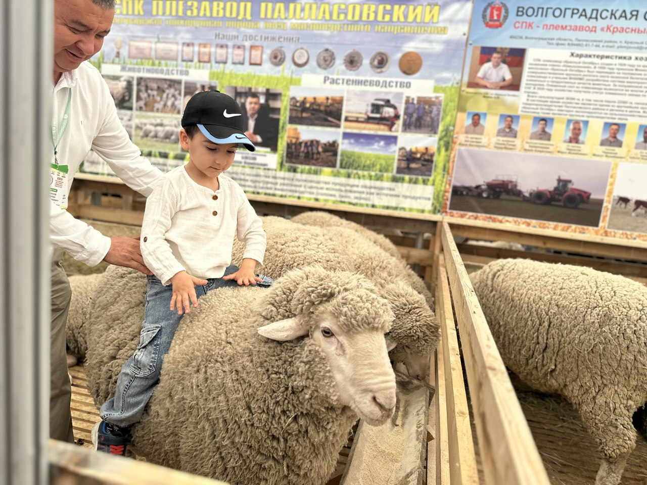 В Дагестане впервые проведут аукцион племенных овец