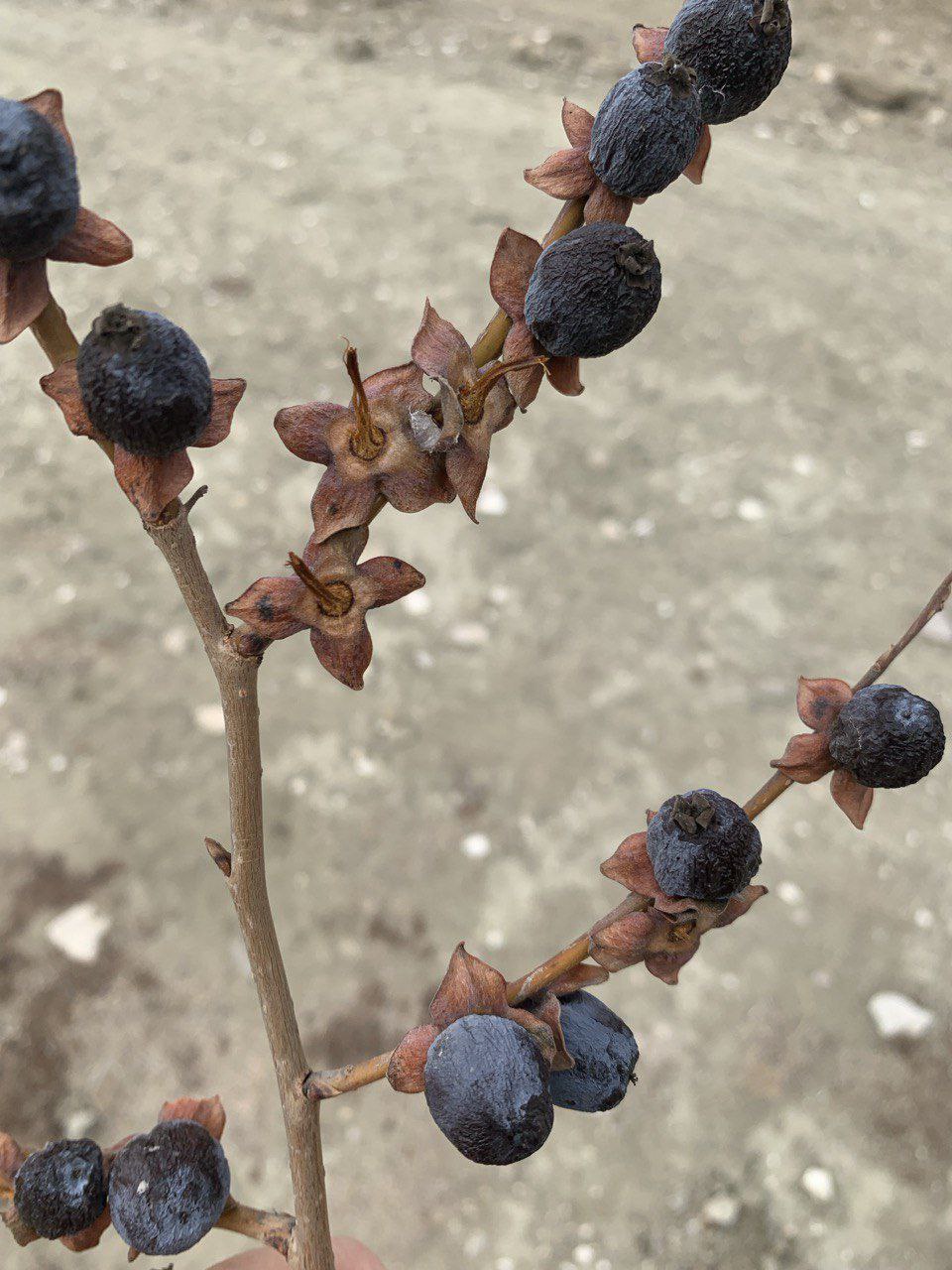 В Дагестане начался сезон сбора урожая дикой хурмы