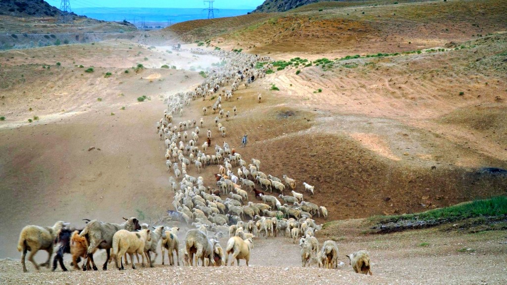 В Дагестане завершается перегон скота на летние пастбища
