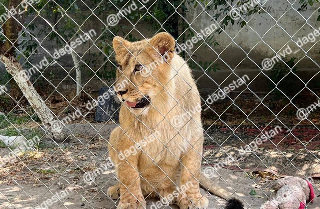 Полицейские изъяли у жителя Кизляра амурского тигренка и африканского льва