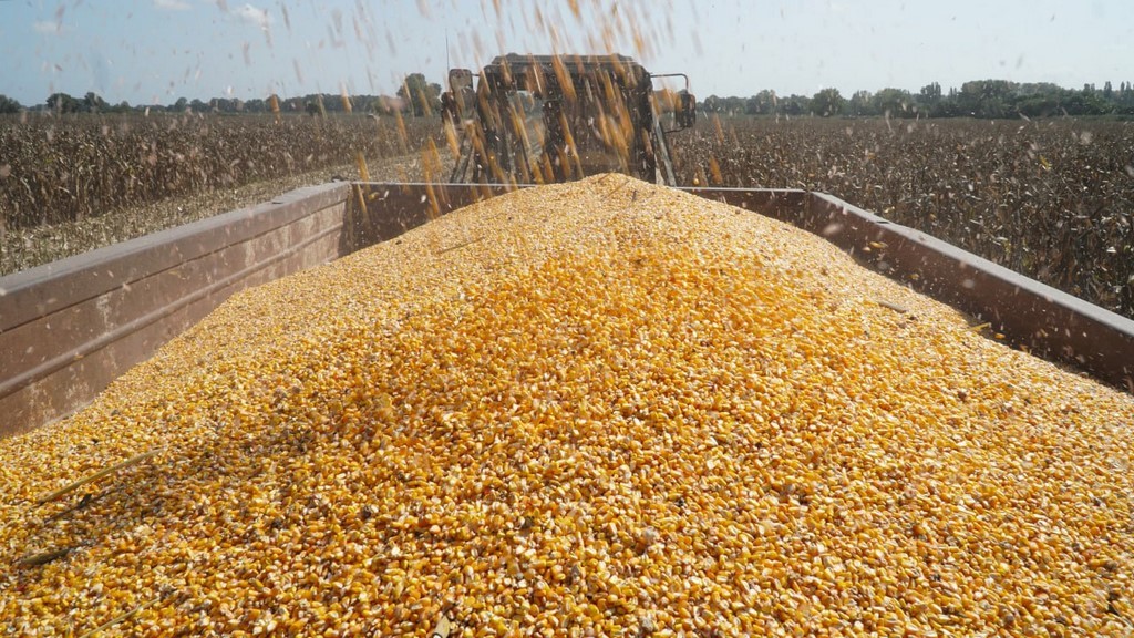 Урожай кукурузы на зерно в Дагестане вырос почти на 5%