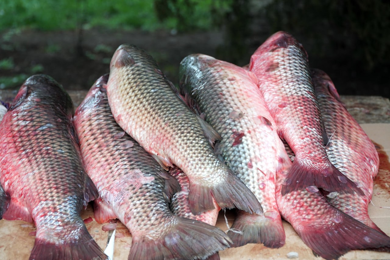 С начала 2025 года в Дагестане переработали рекордное количество рыбы