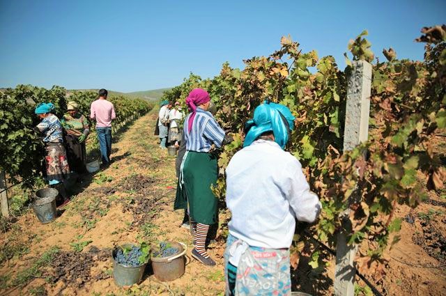 В Каякентском районе урожайность винограда из-за ливневых дождей может упасть