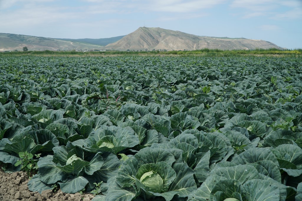 Первая партия весенней капусты из Дагестана отправилась в Москву