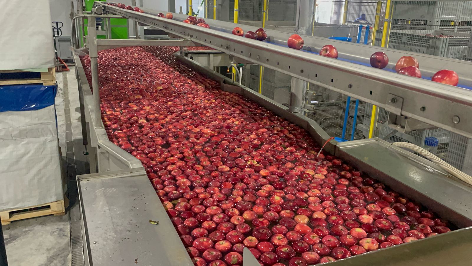 Дагестанские садоводы заметно нарастили производство плодов