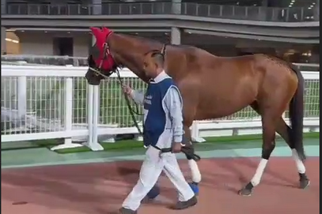 Дагестанский скакун стал призером элитного турнира в Дубае