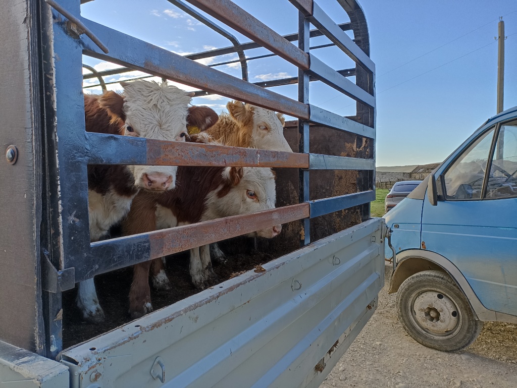 В Дагестане Россельхознадзором выявлены нарушения в части содержания домашнего скота