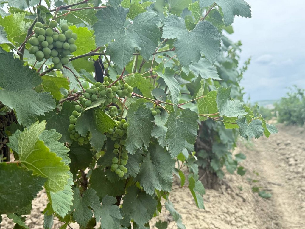 Дагестанское предприятие вошло в топ-50 лучших виноделен России