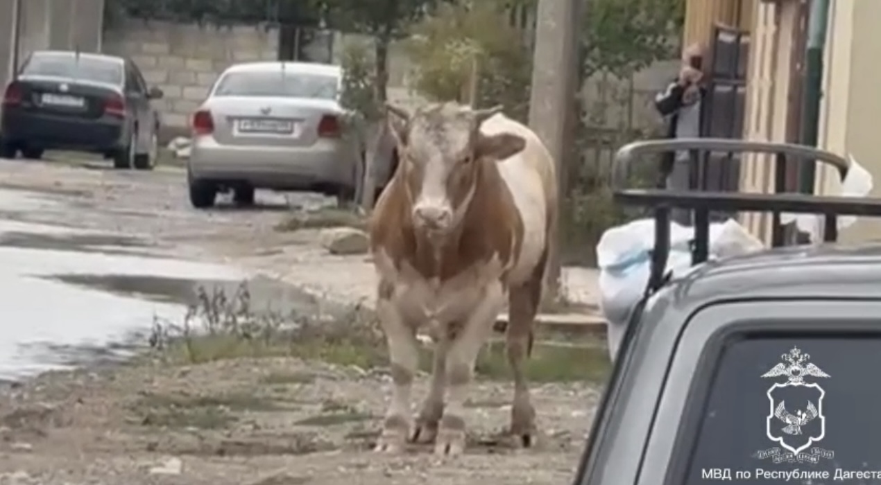 Разъяренного быка обезвредили полицейские Махачкалы