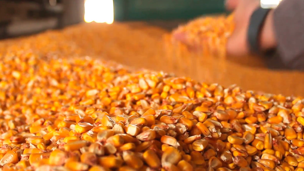 Россельхознадзор выявил нарушения при посеве семян в Дагестане