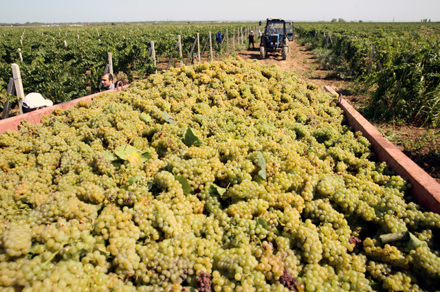В Каякентском районе подвели итоги уборки урожая винограда