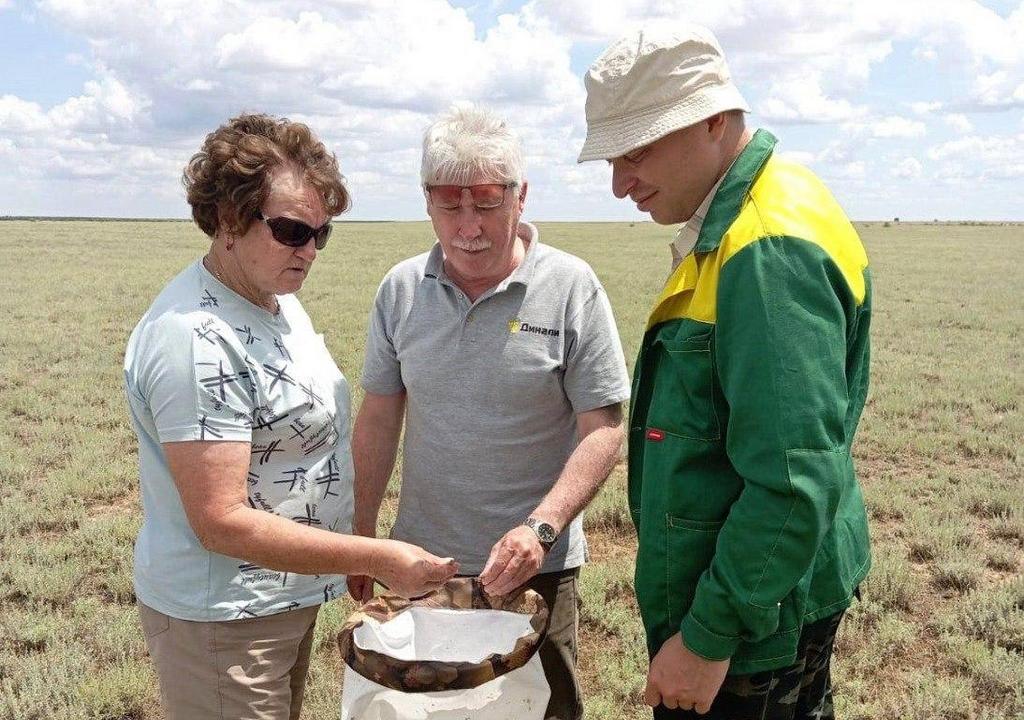 Приграничные земли Дагестана и Ставрополья проверили на наличие саранчи