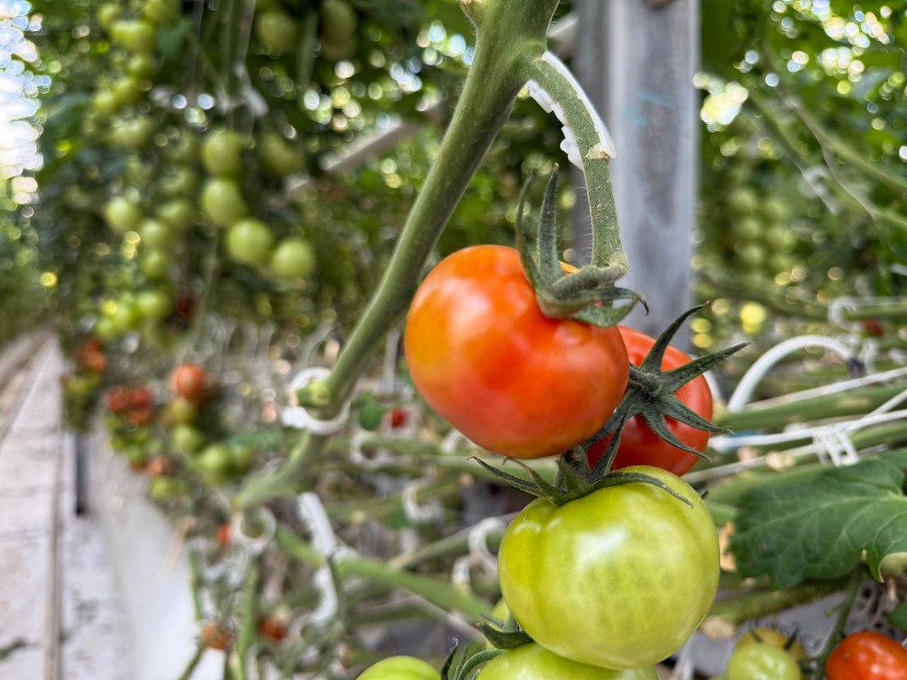 В Дагестане зафиксировано снижение потребительских цен