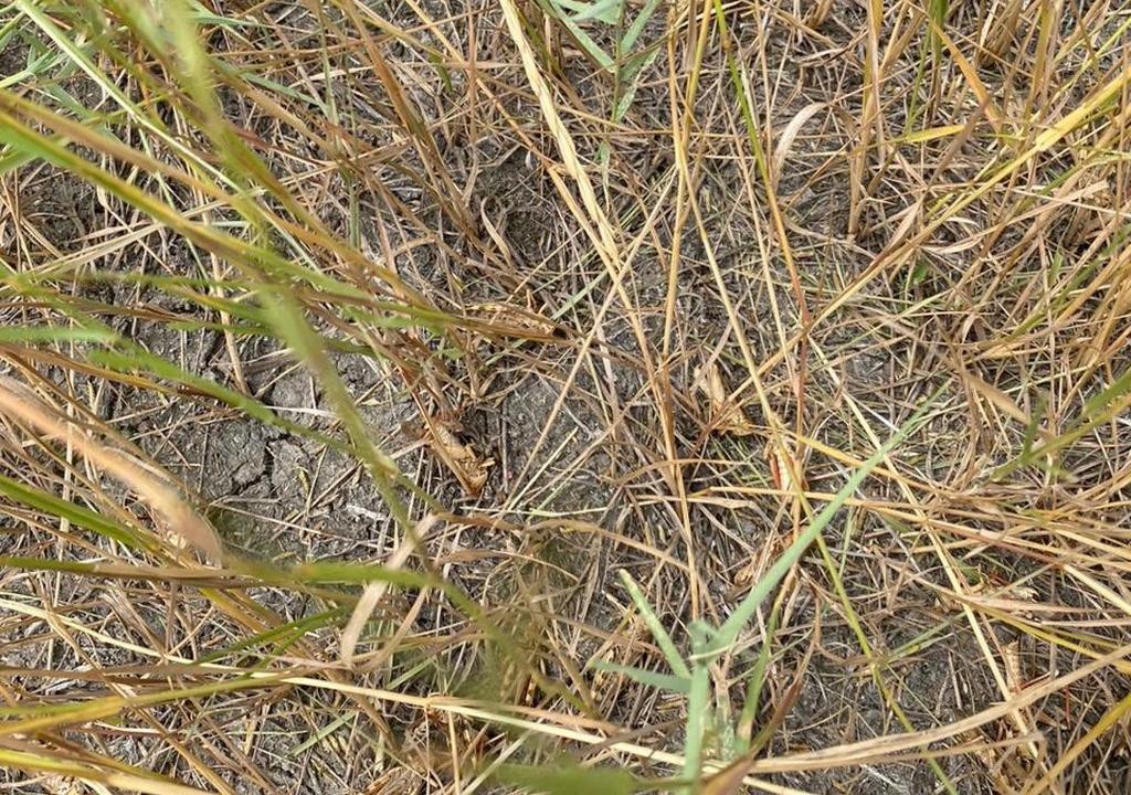 В Дагестане против саранчи уже обработано несколько десятков гектаров земель