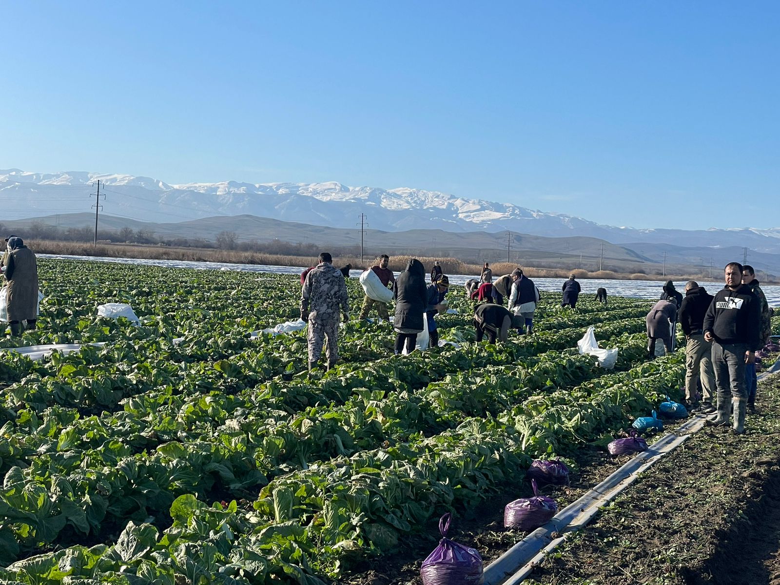 В Дагестане сформирован круглогодичный конвейер по выращиванию овощных культур
