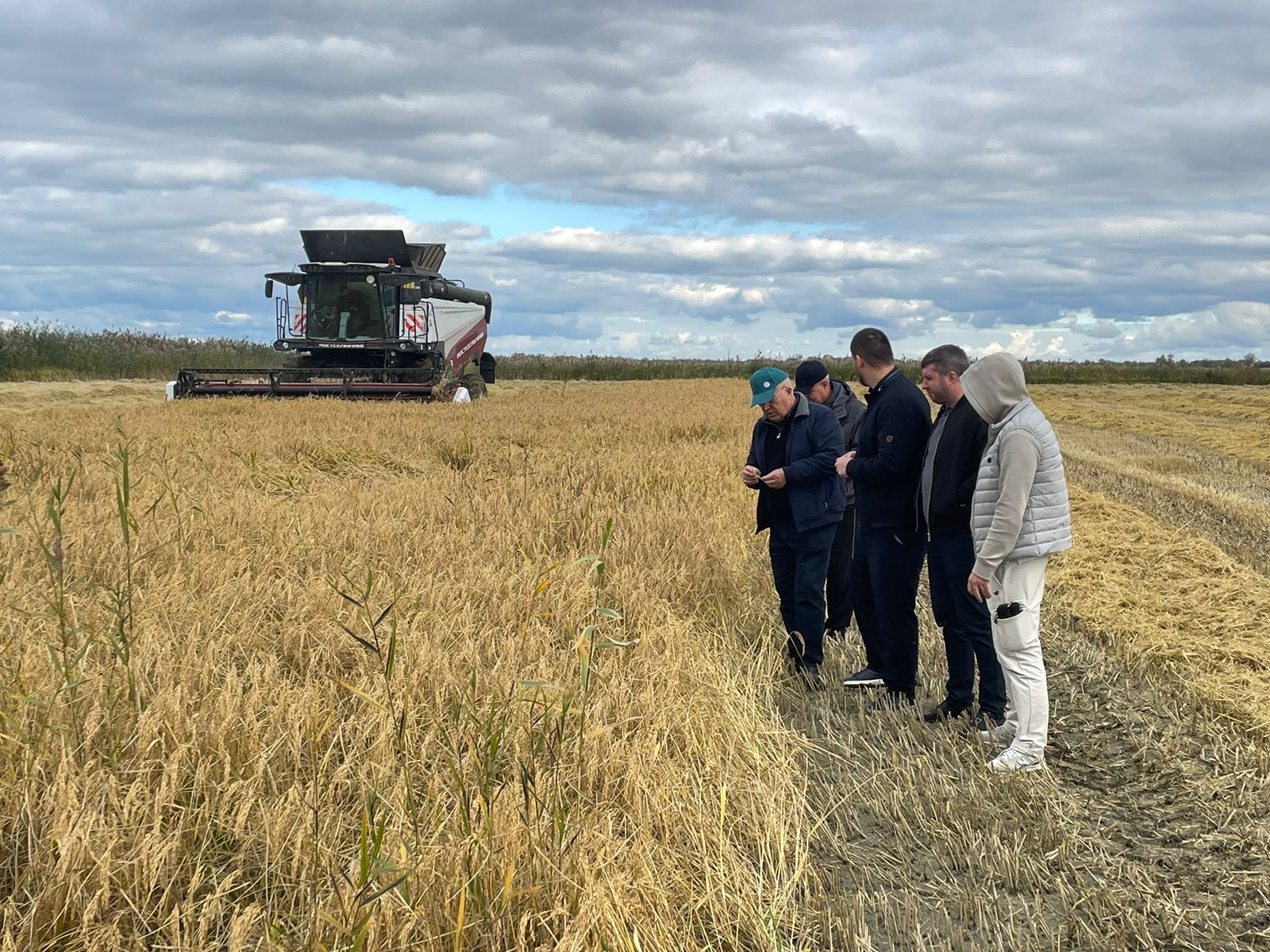 Аграрии Тарумовского района активно ведут уборку риса