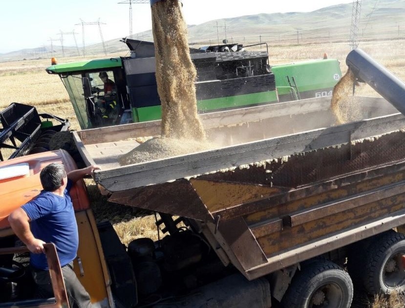 В Каякентском районе стартовала уборка озимых культур