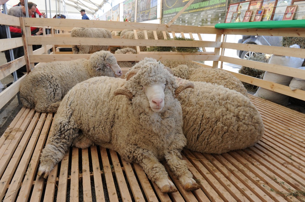 На долю СКФО приходится 30% от экспорта российской баранины