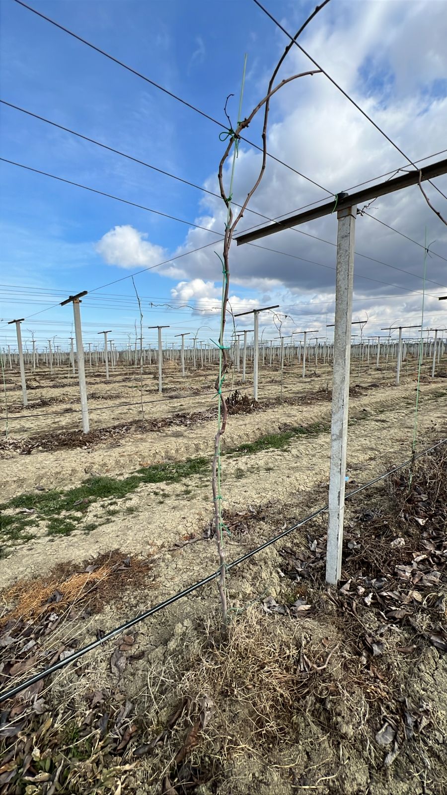 В Дагестане заложили самый крупный в России сад киви