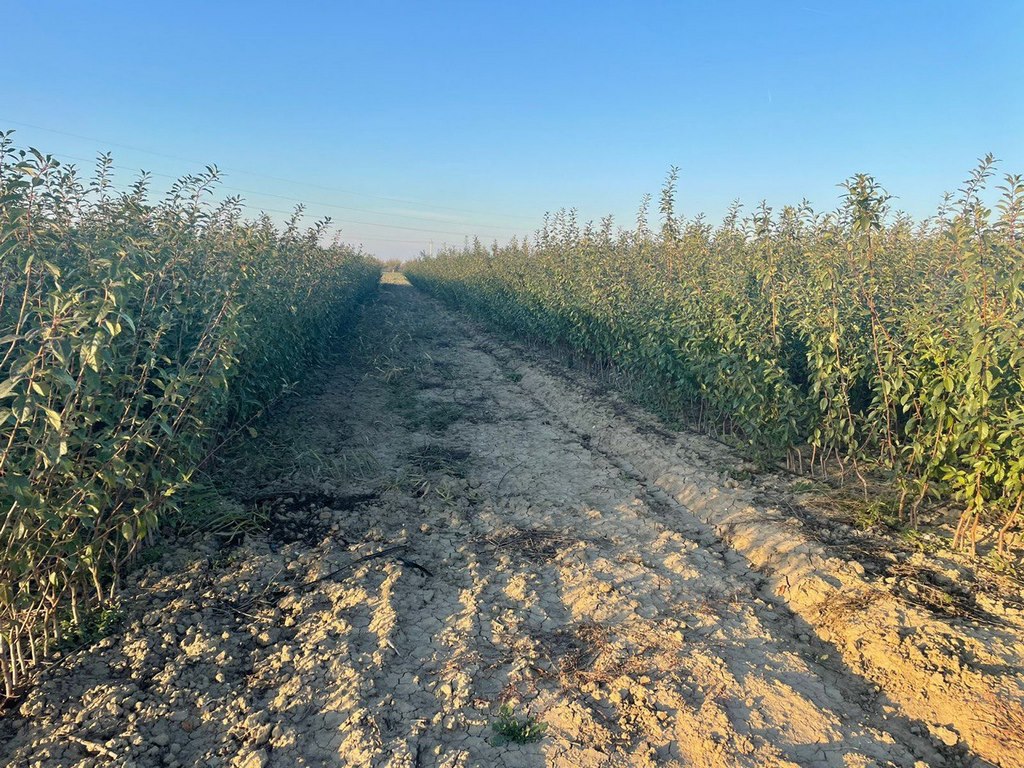 Шарип Шарипов: «Дагестан наращивает собственную базу плодопитомников и выращиваемых саженцев»