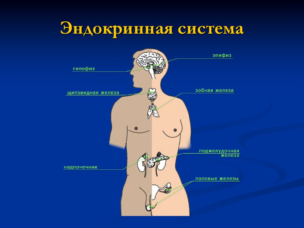 В Дагестане 70 тысяч пациентов с эндокринными заболеваниями