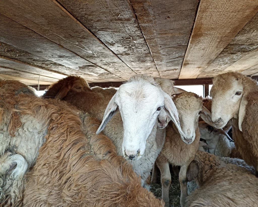 На рынке в Дагестане выявлены массовые нарушения при перевозке сельхозживотных