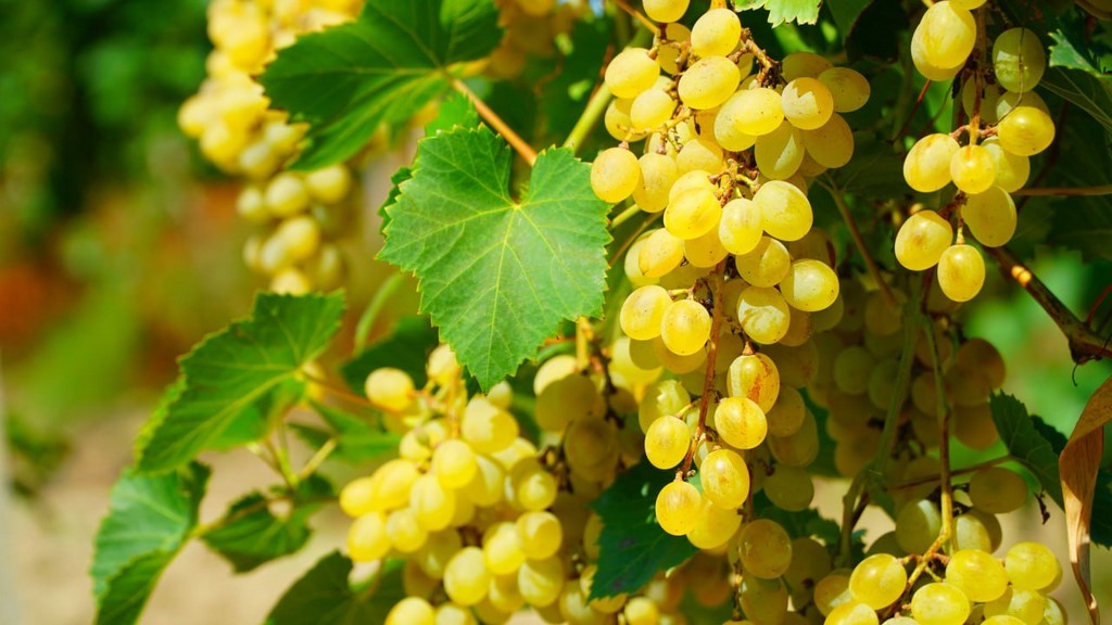 Урожай винограда в Дагестане в 2025 году стал рекордным