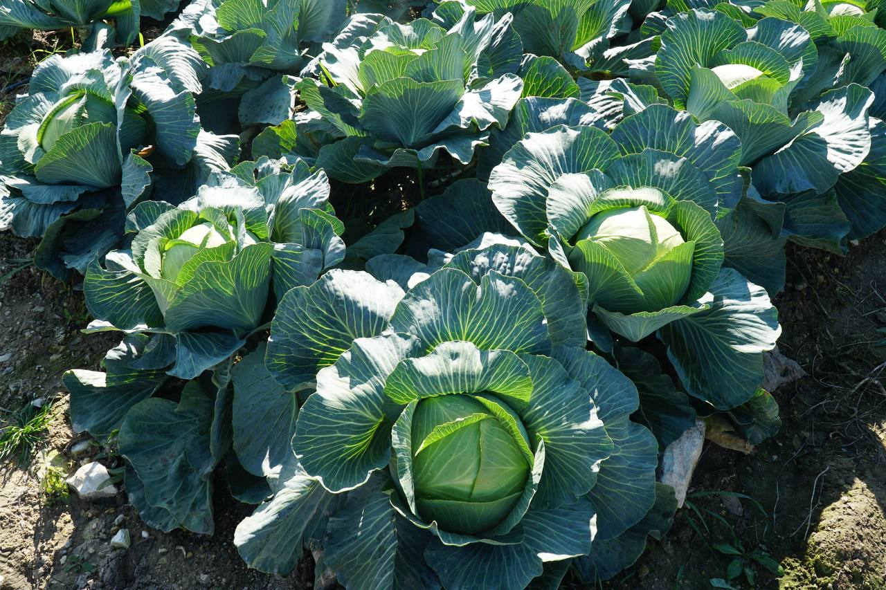 Дагестан занял 25% от всей площади выращивания капусты в России