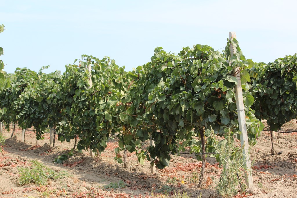 Россельхознадзор выявил дублирование виноградников в Дагестане