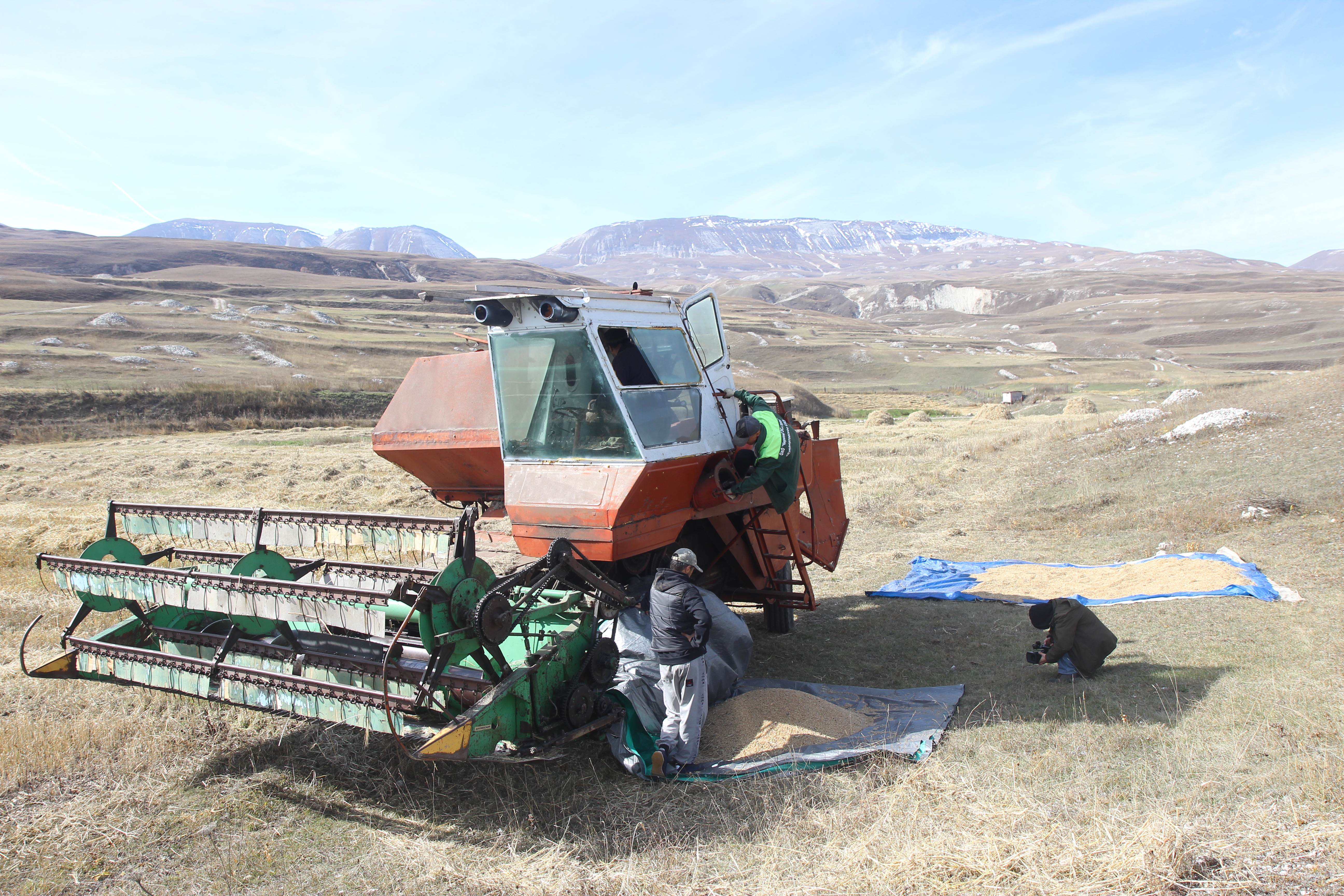 В Гумбетовском районе возрождают полбу